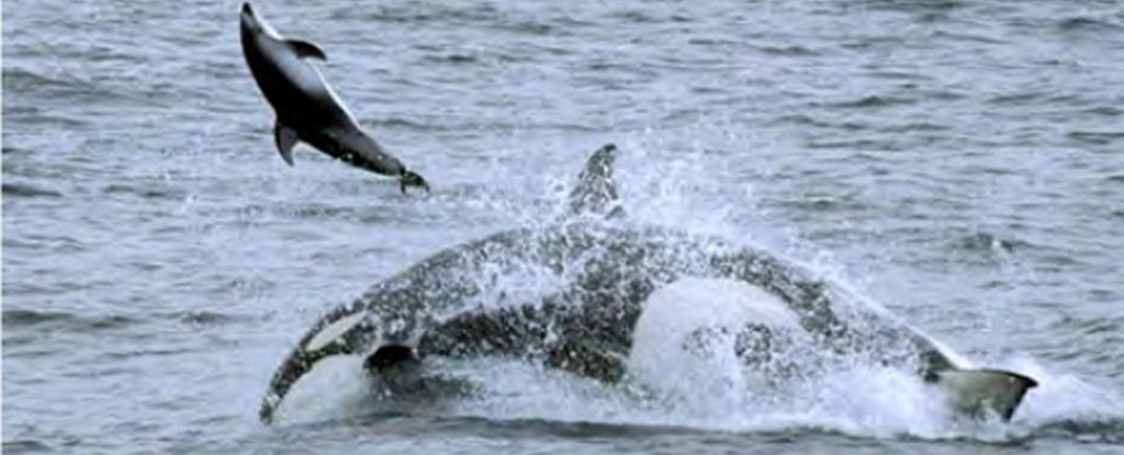 Featured image for "Orca Innovation: New Hunting Techniques and Mysterious Behavior Unveiled by Researchers"