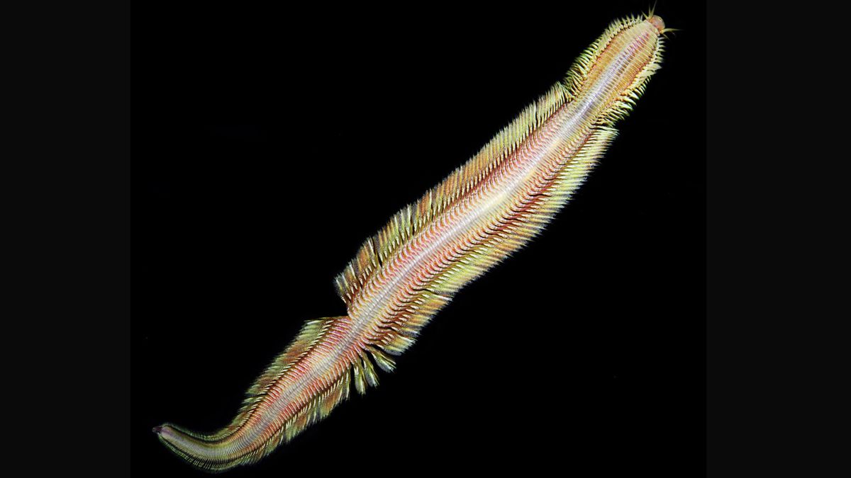 Featured image for "Discovery of Technicolor 'Living Magic Carpet' Worm at Costa Rican Methane Seep"
