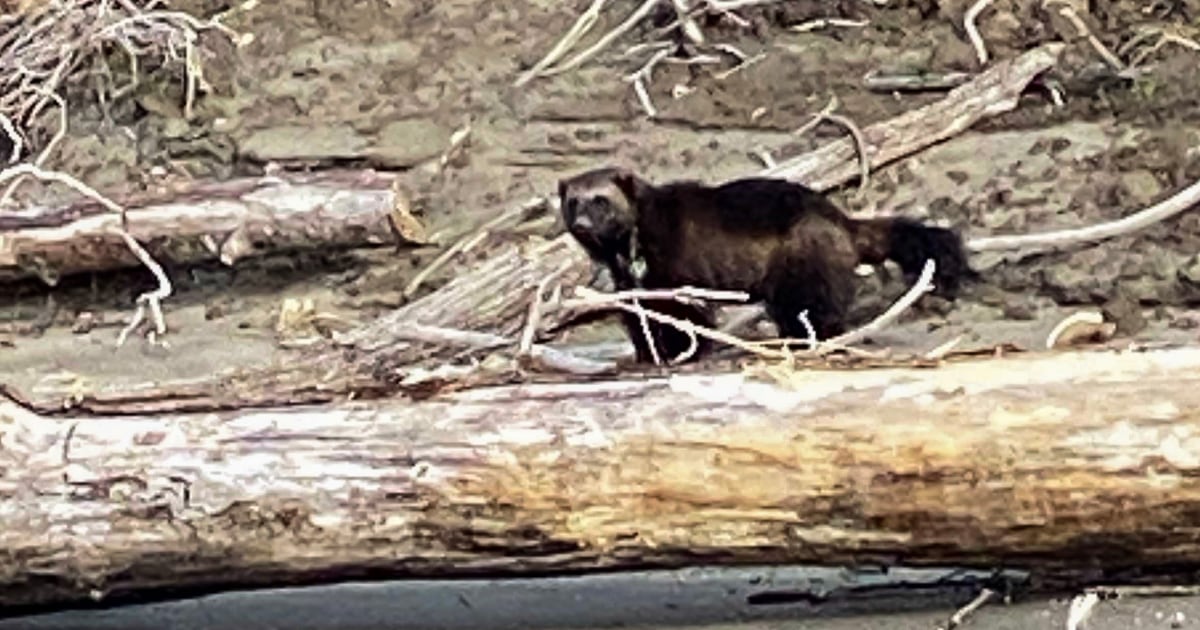 Wolverine sightings on the rise in Oregon.