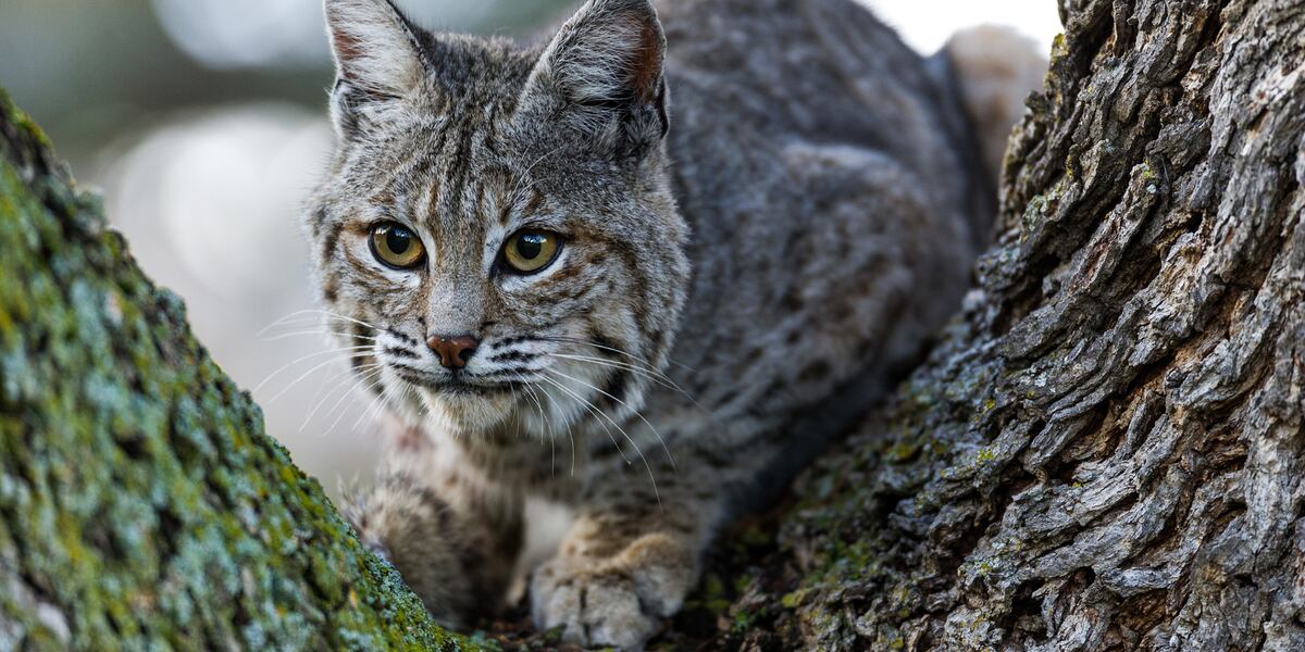 Featured image for "Vermont Bobcat Confirmed with Bird Flu"