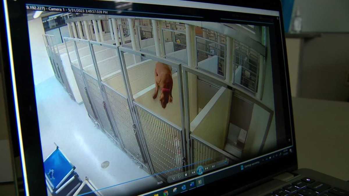 Dog Goes to Great Lengths to Reunite with Puppy Pal at Shelter