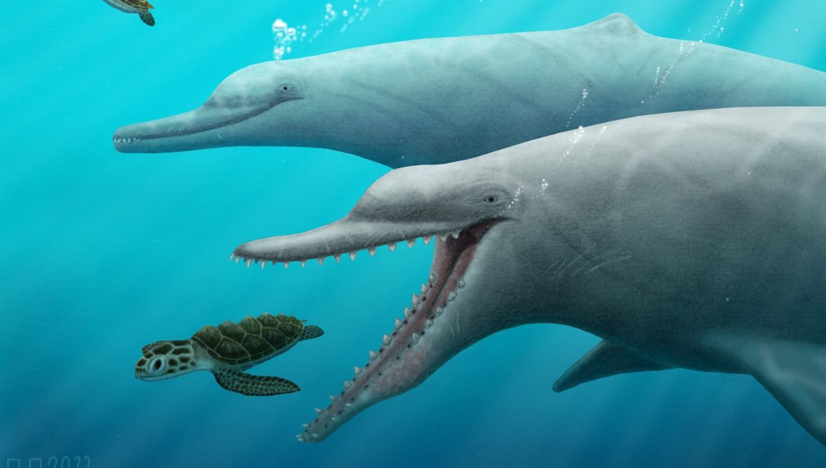 Unveiling the Ancient Origins of Echolocation in Whales and Dolphins