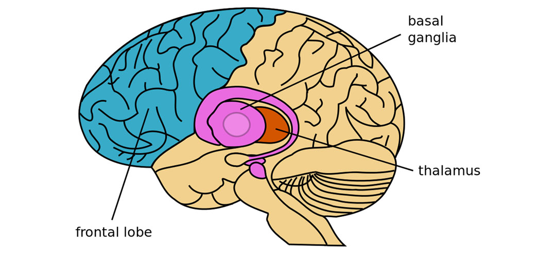 Featured image for "Cocaine's Impact on the Basal Ganglia: Widespread Alterations Revealed"