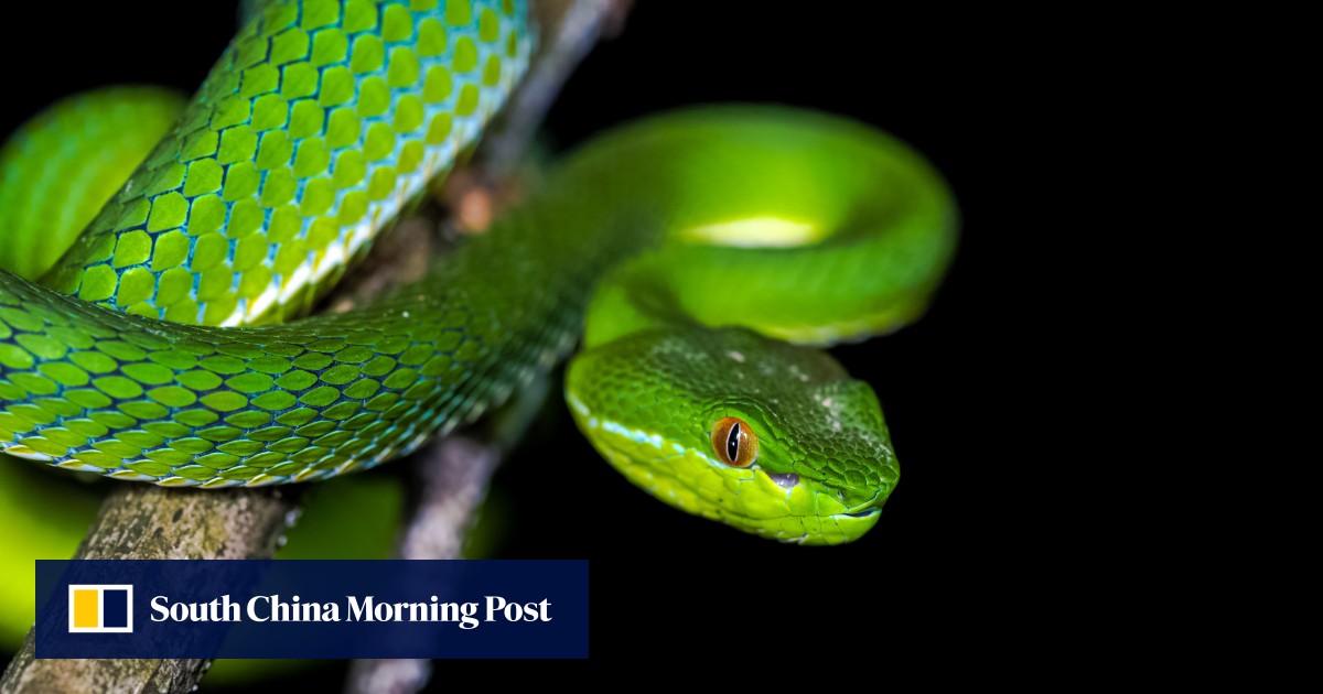 Featured image for The Evolutionary Journey of Snakes: Shedding Legs and Adapting to Life on the Surface.