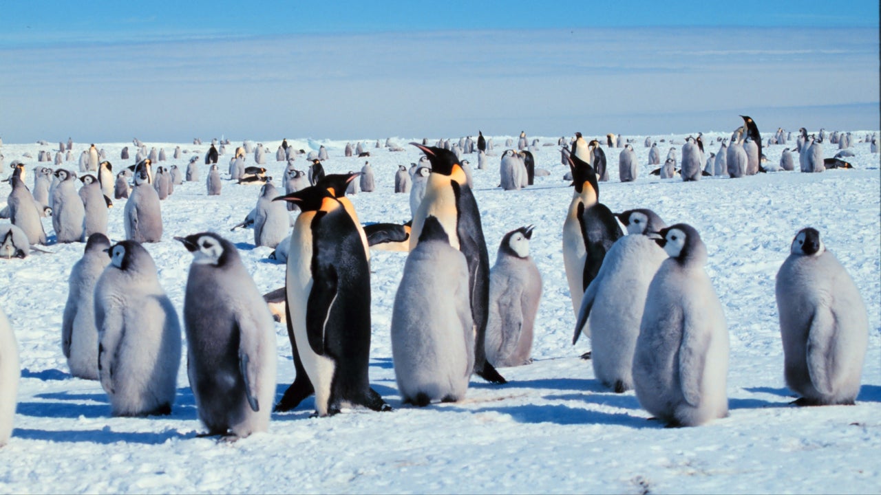 Antarctica's First Penguin Deaths from H5N1 Bird Flu Raise Ecological Concerns