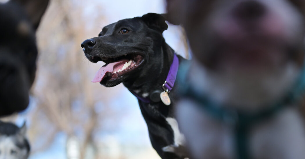 Unexplained Dog Respiratory Illness Spreads Across Multiple States