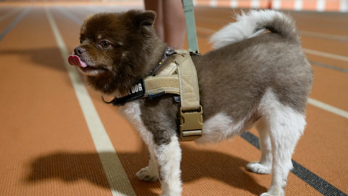 Featured image for Unraveling the Mystery: Investigating the Spreading Respiratory Illness in Dogs