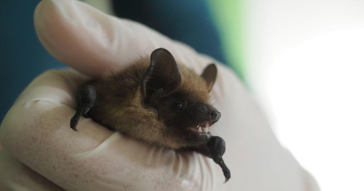 Unveiling the Unconventional Bat Sex Rituals in Church Attics