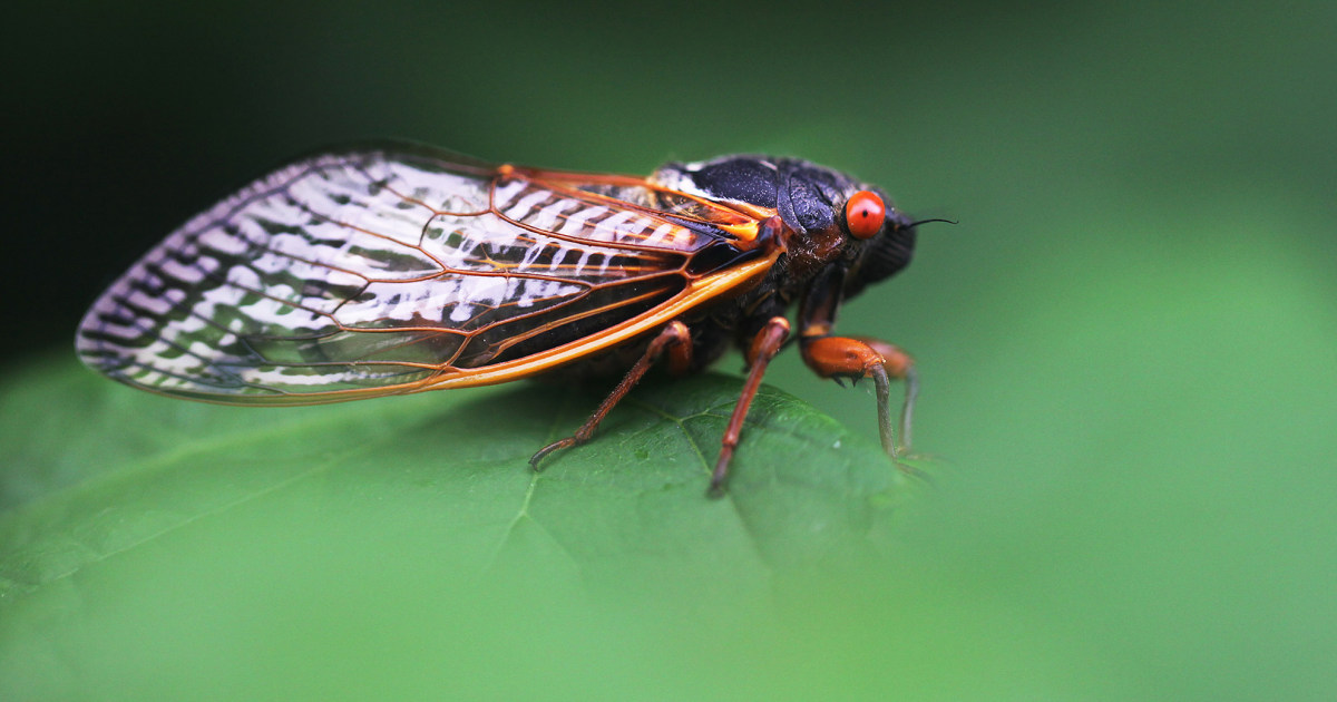 "2024: Unprecedented Cicada Emergence Set to Astonish the World"