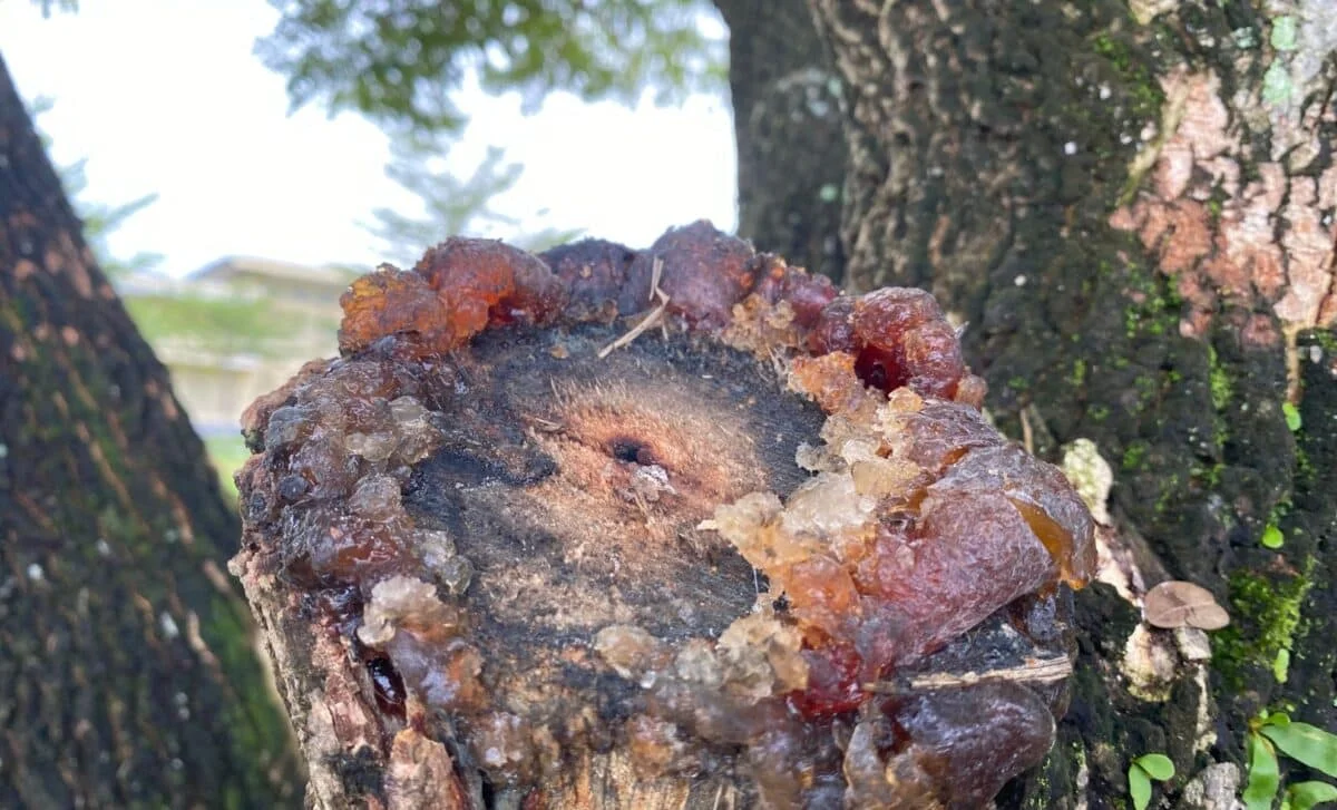 Ancient Tropics Frozen in Time: 300-Million-Year Forest Buried by Volcanic Ash in China