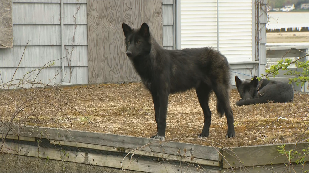 Warwick Mayor Clarifies: "Black Coyotes" are Actually Unique Mixed Breed Pet Dogs