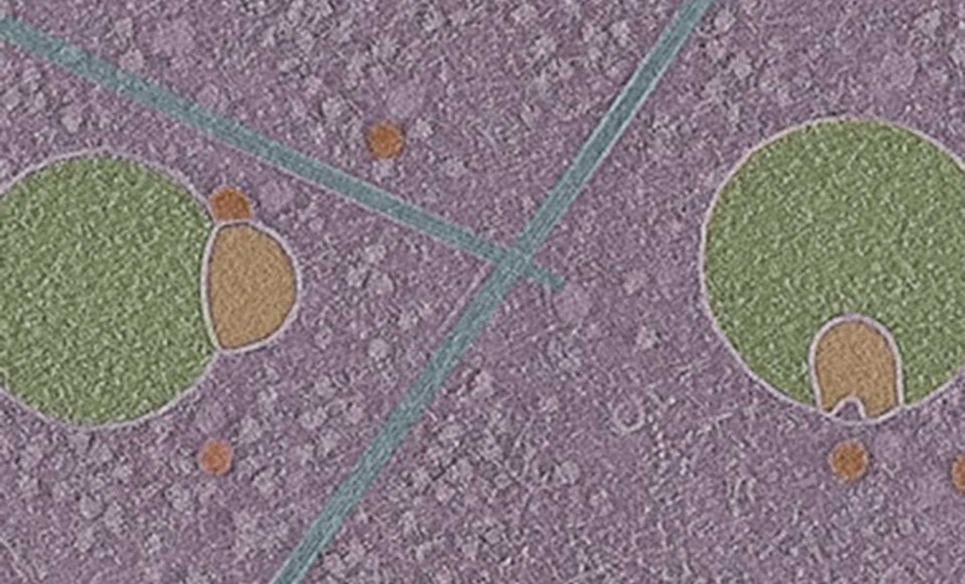 Featured image for Scientists Discover New Organelle in Human Cells with Potential Health Impact