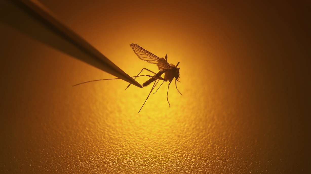 West Nile Virus Detected in Syracuse Mosquitoes