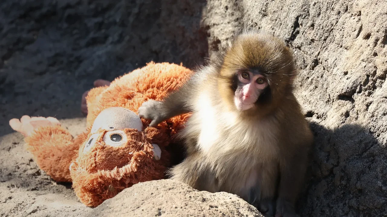 Punch-kun's Viral Life: A Baby Monkey's Real Monkey World