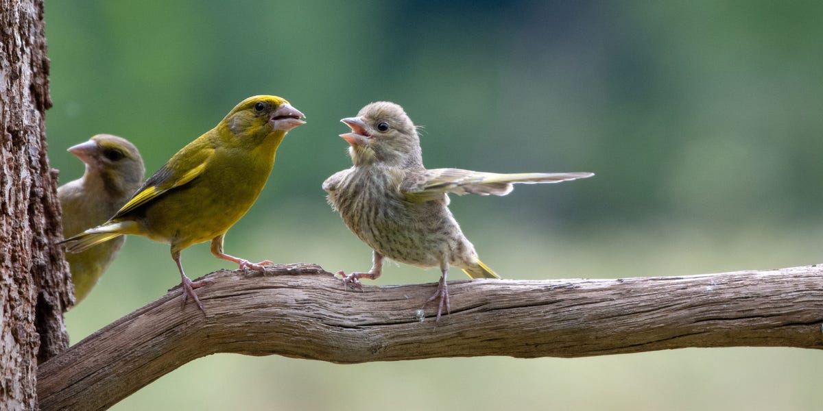 Featured image for "Air Guitar Kangaroo Wins Comedy Wildlife Photography Awards 2023"