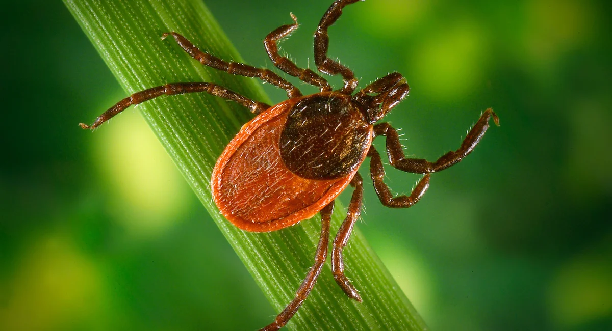 Featured image for Tick season warning: Protect yourself from tick bites.