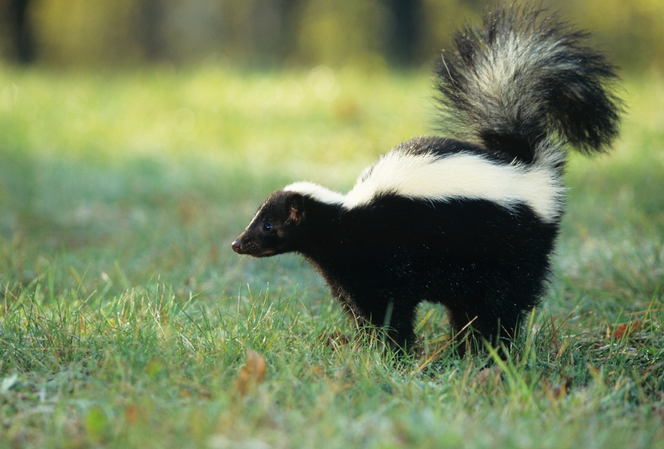 Rabies Detected in Skunks Sold in Michigan: Important Information