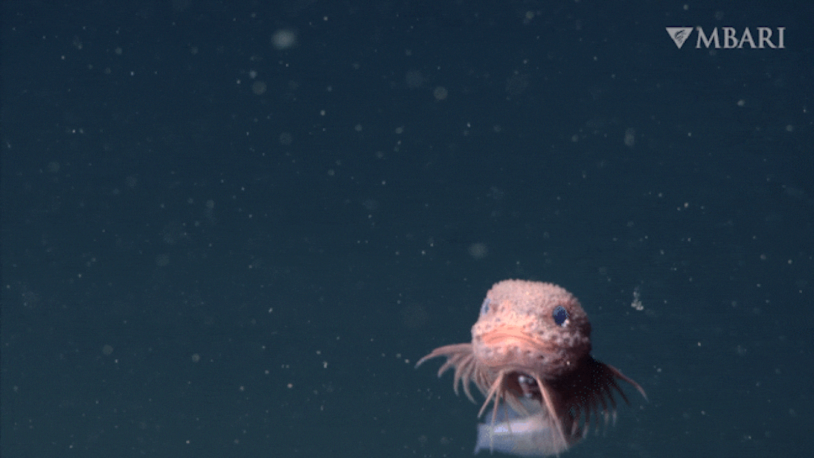 Featured image for Scientists Discover Three New Adorable Deep-Sea Snailfish Species