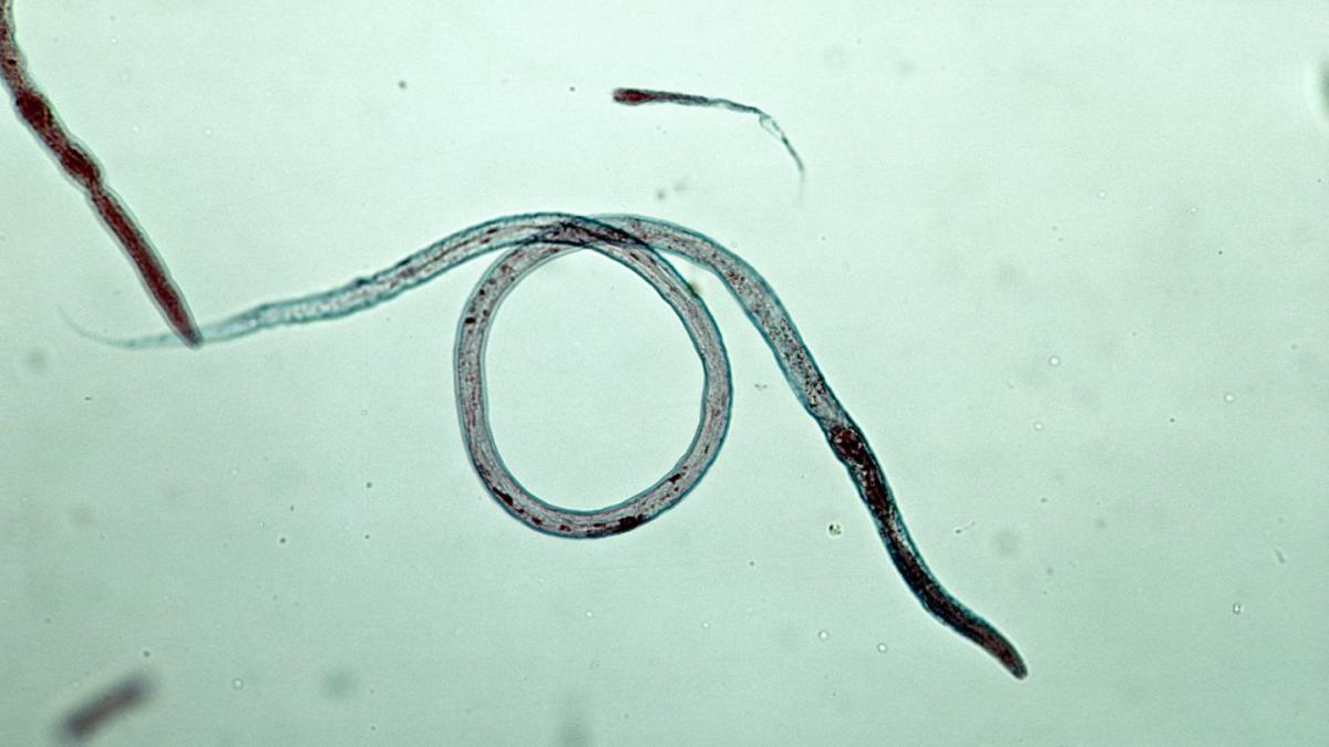 Featured image for "Chernobyl's Radiation-Resistant Worms Triumph"