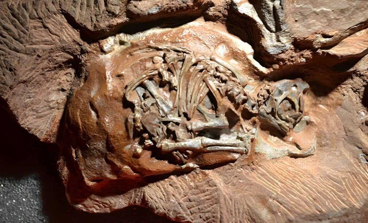 Featured image for Scientists Uncover 200-Million-Year-Old Dinosaur Embryos