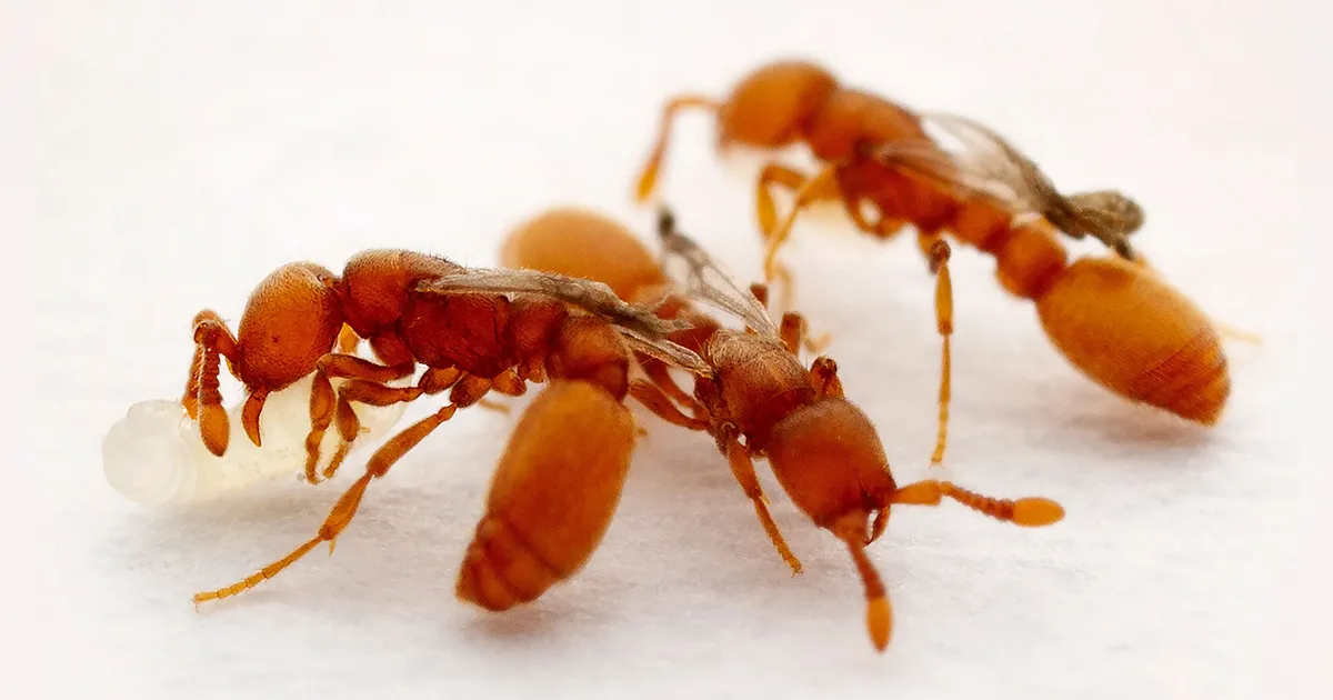 Ants Mutate into Parasites in Record Time.
