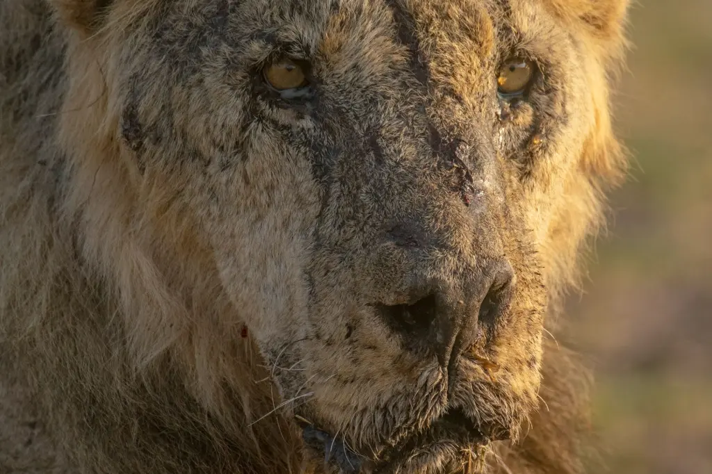 Retaliatory killings: 6 lions in Kenya speared to death after attacking goat herd.