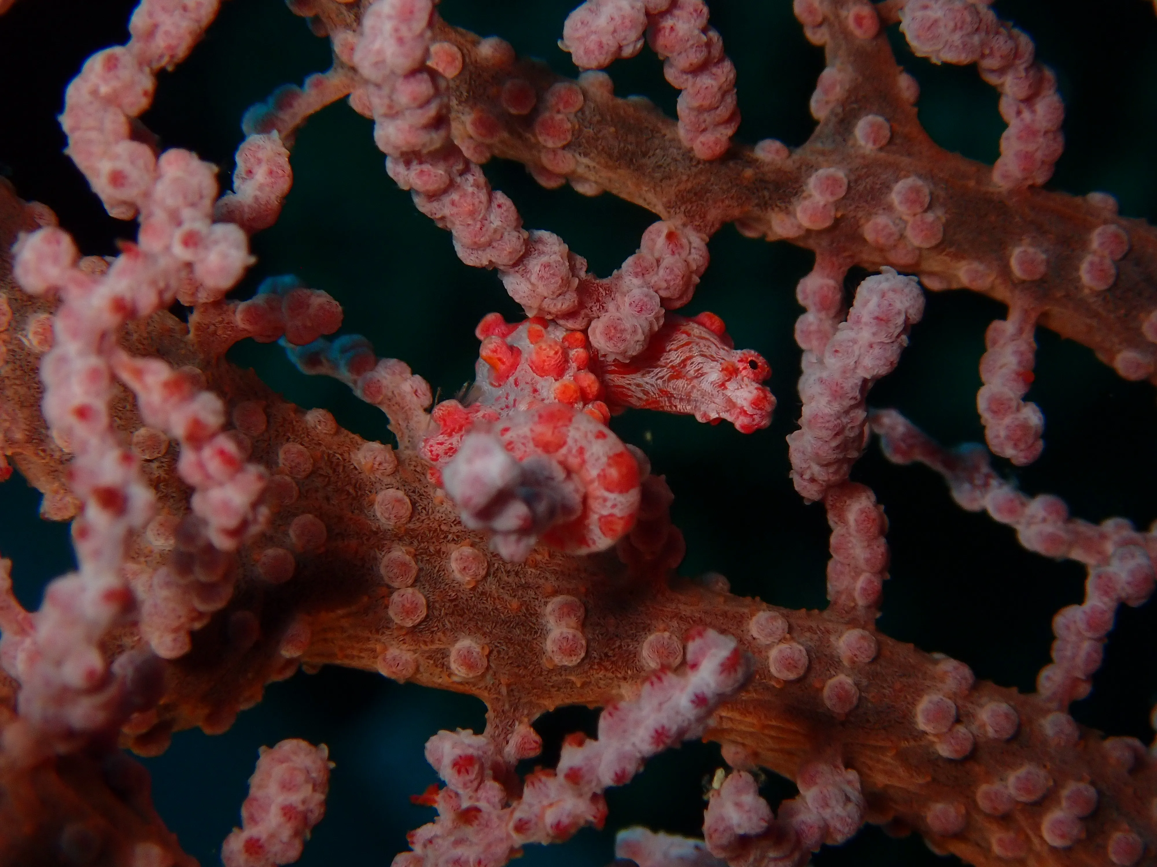 Featured image for Tiny Seahorse Unveils Hidden Worm Species