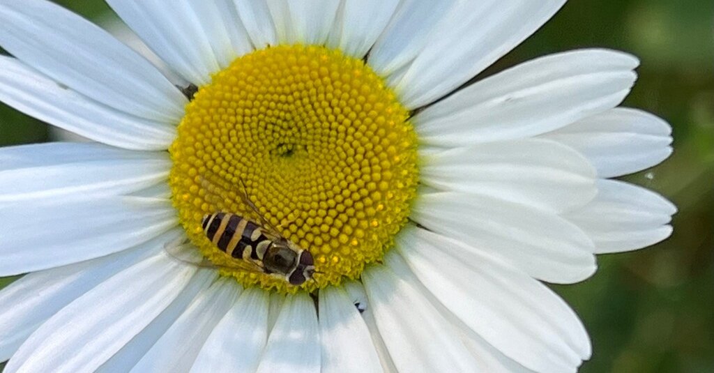 Featured image for NYT Spelling Bee Solutions for December 29, 2025