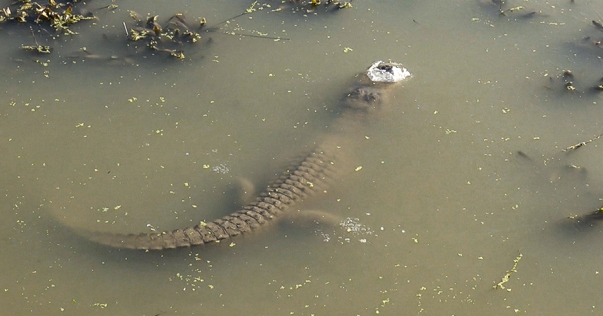 Featured image for "Gatorcicles: How Alligators Survive Freezing Temperatures"
