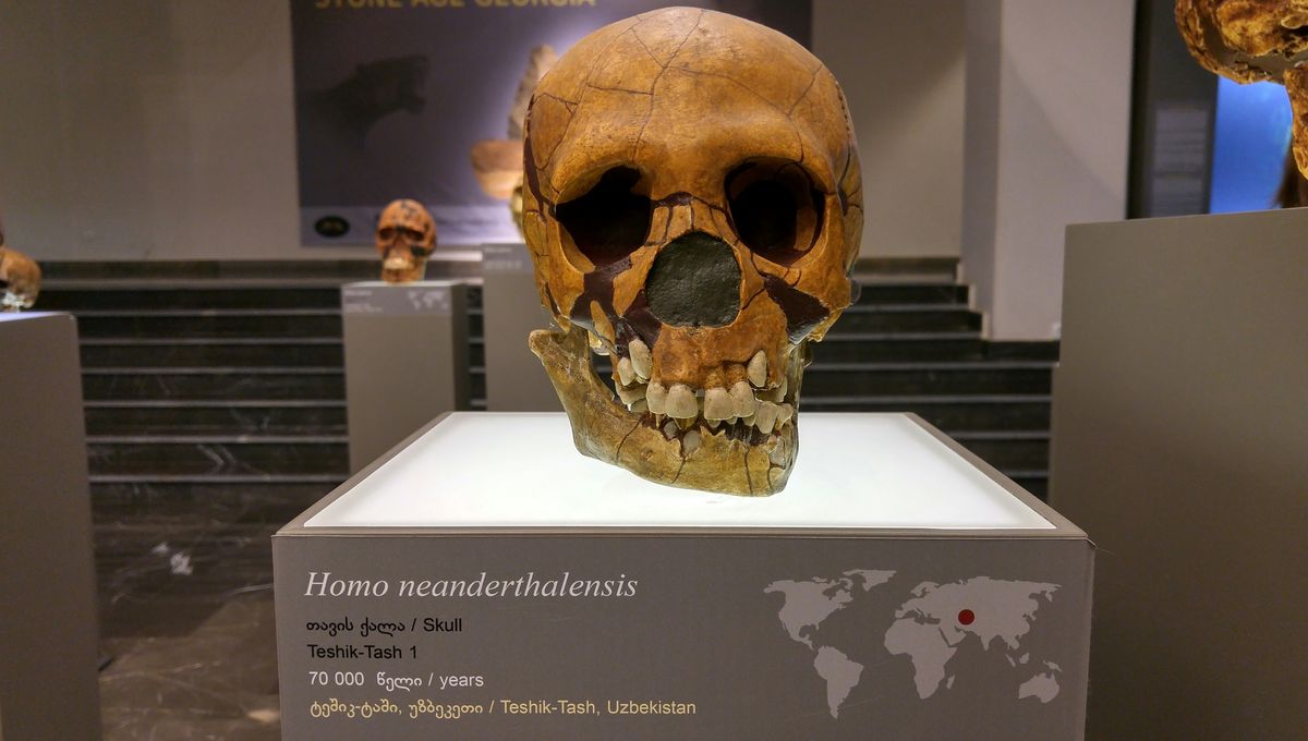 Featured image for Human Hybrids Could Explain Neanderthal Extinction