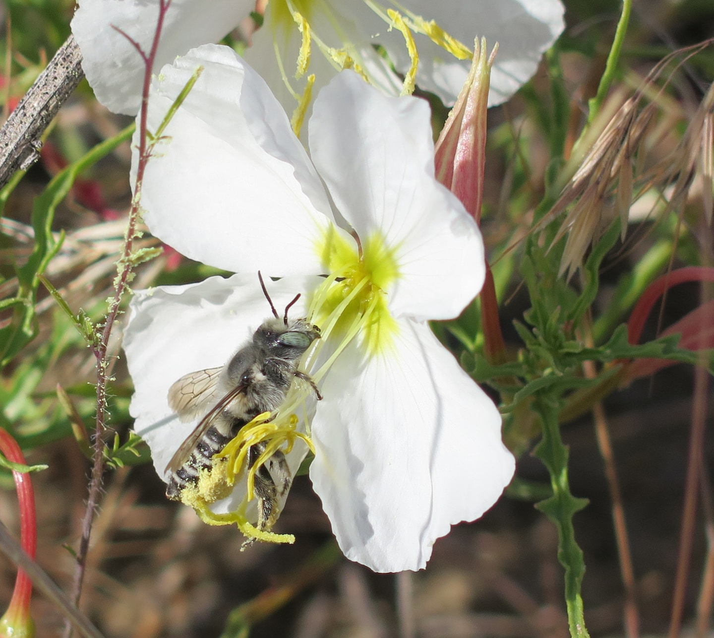 Featured image for The Impact of Air Pollution on Pollinators' Flower Detection