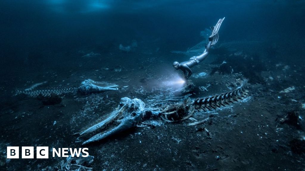 Featured image for "2024 Underwater Photographer of the Year: Breathtaking Images of Marine Life Revealed"