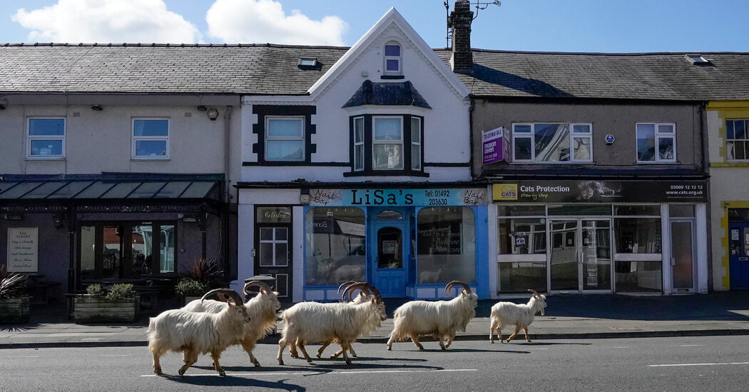 Featured image for Lockdowns Led to Increased Animal Movement, Decreased Human Travel