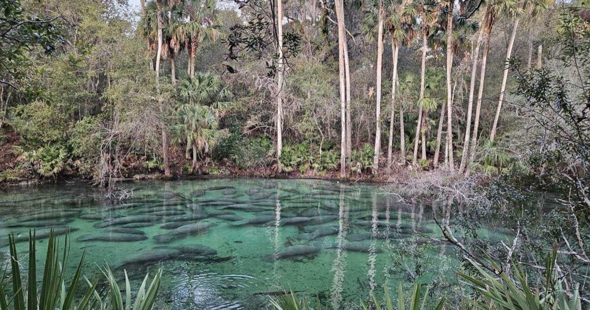 Featured image for "Record Number of Manatees Gather at Blue Spring State Park Amid Florida Cold Snap"