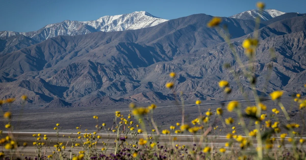 Death Valley bursts into a decade’s most dramatic bloom after wet winter