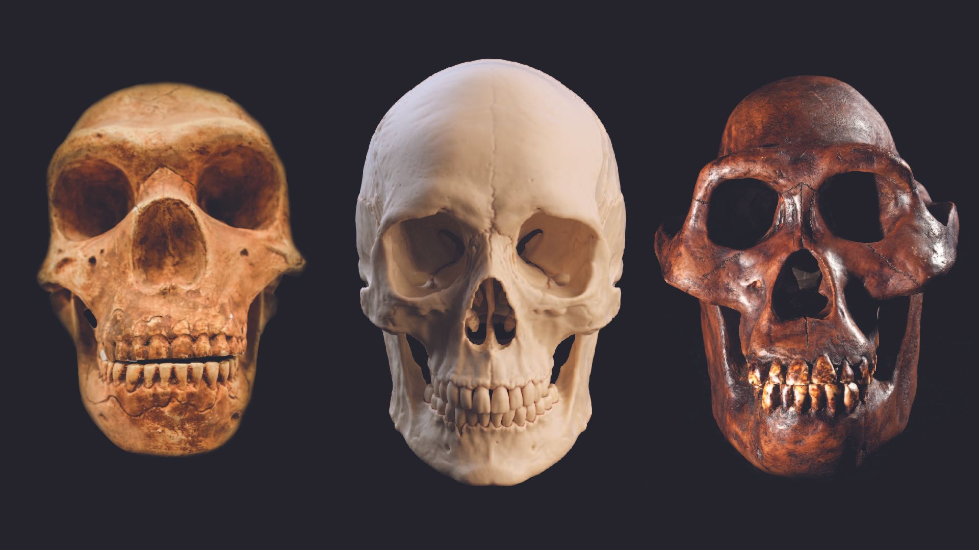 Featured image for Key Insights into Neanderthals Revealed in 2025