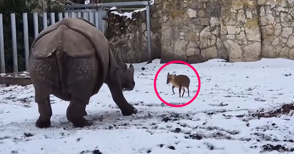 Featured image for Tiny Deer Defies 1.7-Ton Rhino in Polish Zoo Showdown