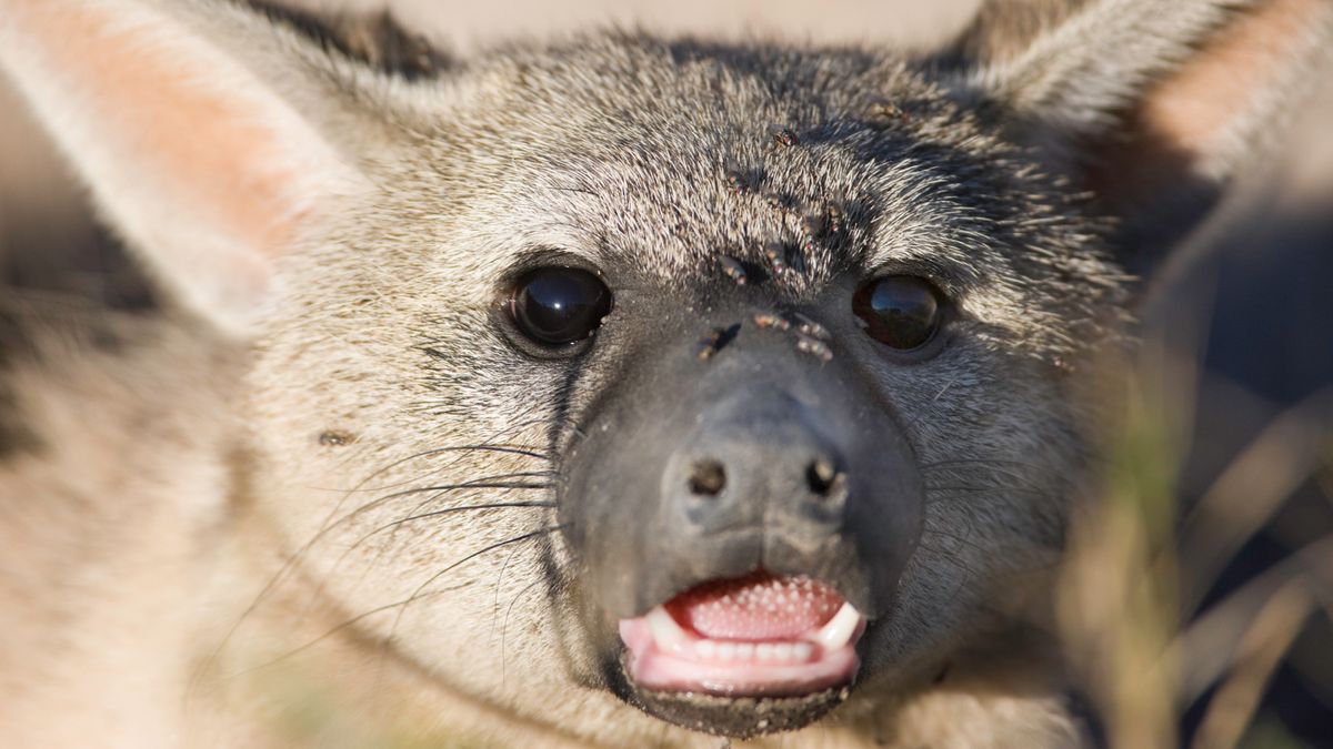 Featured image for "Aardwolf: The Termite-Devouring Hyena Cousin"