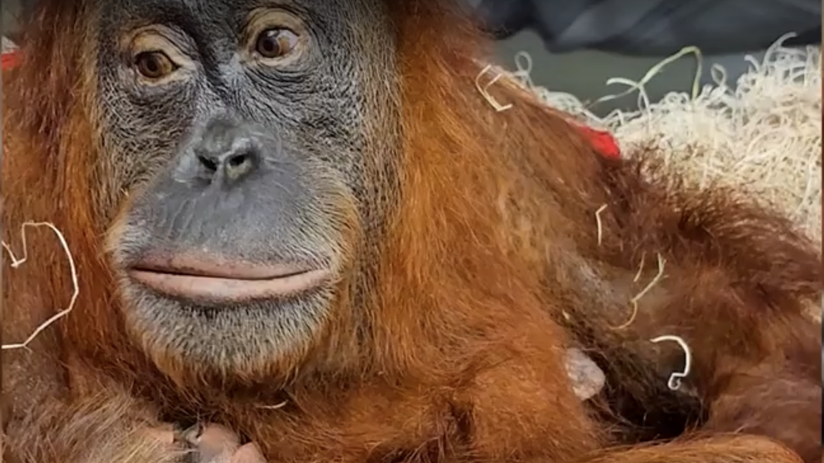 Featured image for Maury Povich unveils orangutan's paternity results at Denver Zoo