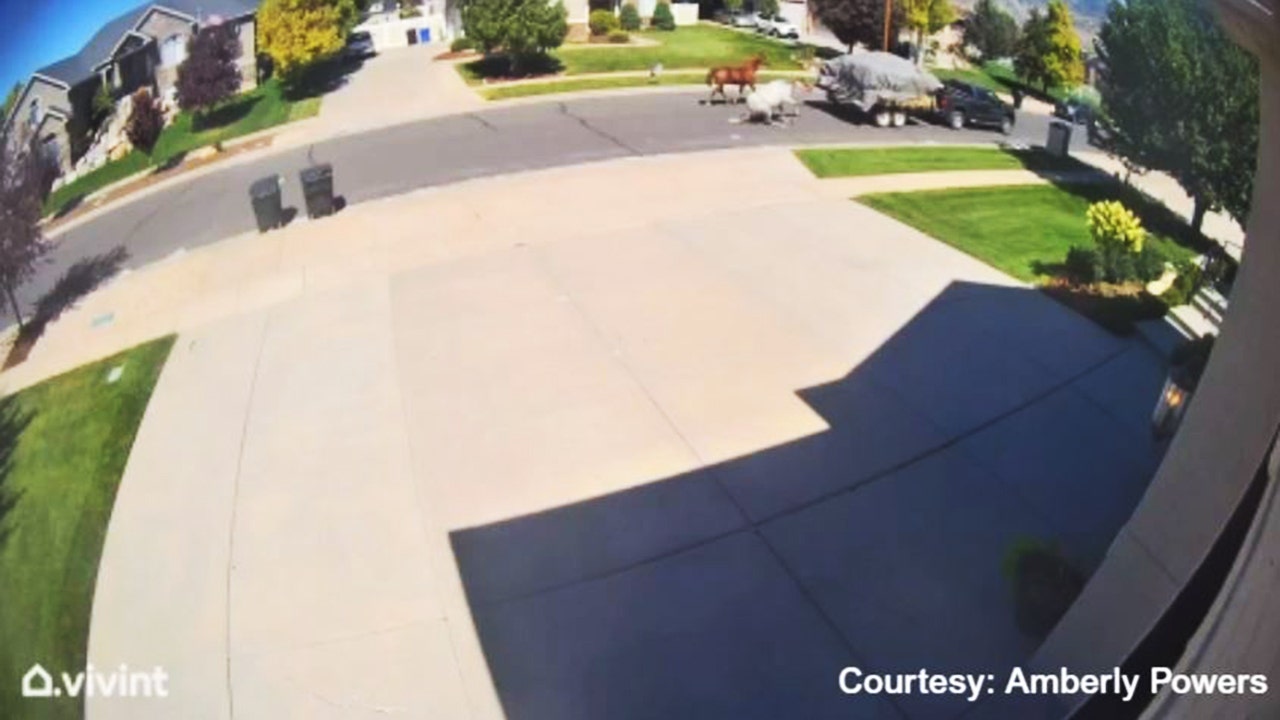 "Disturbing Video Emerges of Horses Brutally Dragged Behind Truck in Utah"
