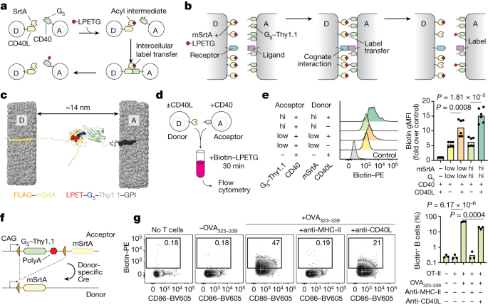 Featured image for "Real-time Monitoring of Immune Cell Interactions in Living Organisms"