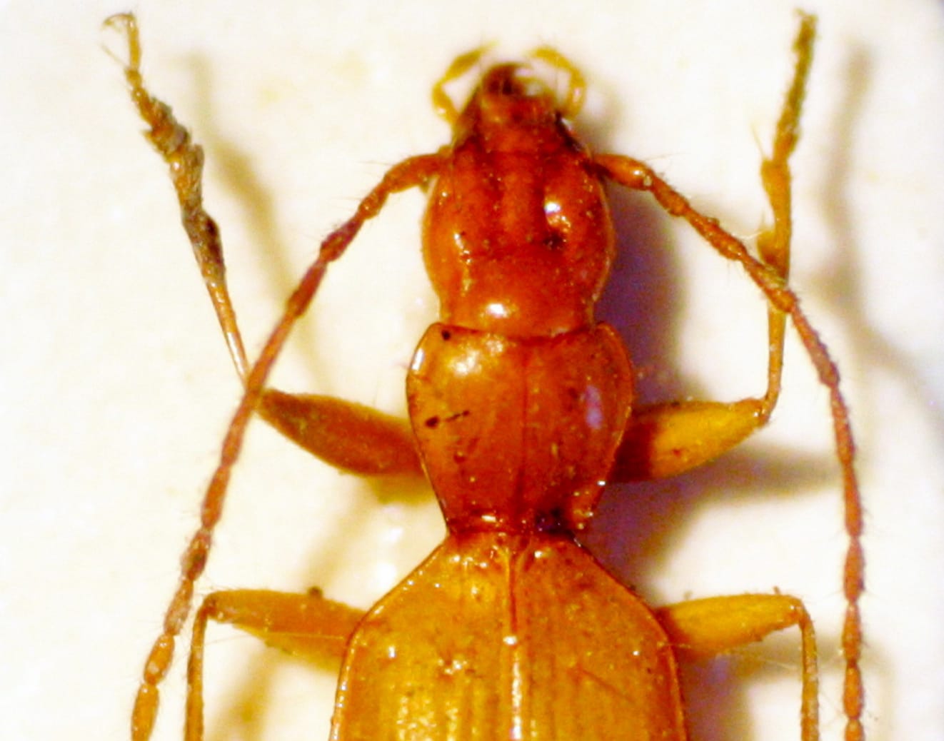 Featured image for "Scientists Propose Renaming the Hitler Beetle for Surprising Reasons"