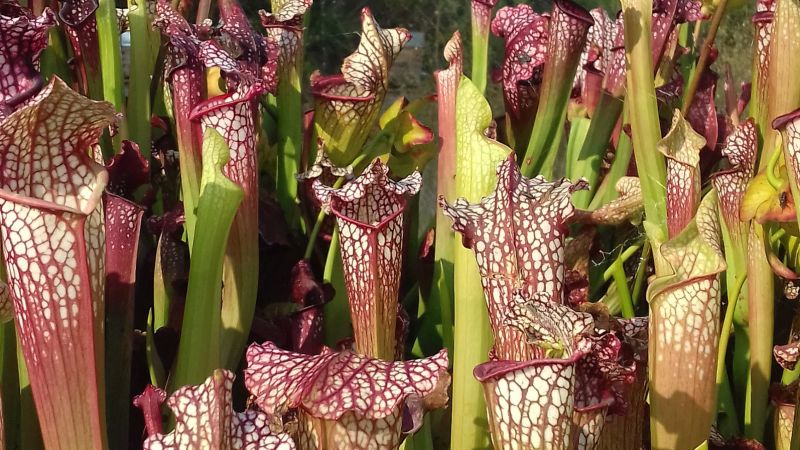 Featured image for Carnivorous plants use scents to attract insects.