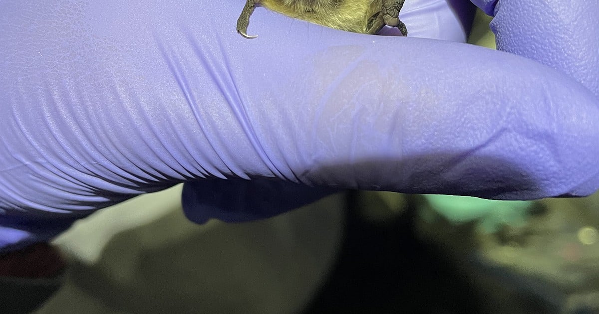 Featured image for White-nose Disease Fatal to Bats at Libby Dam