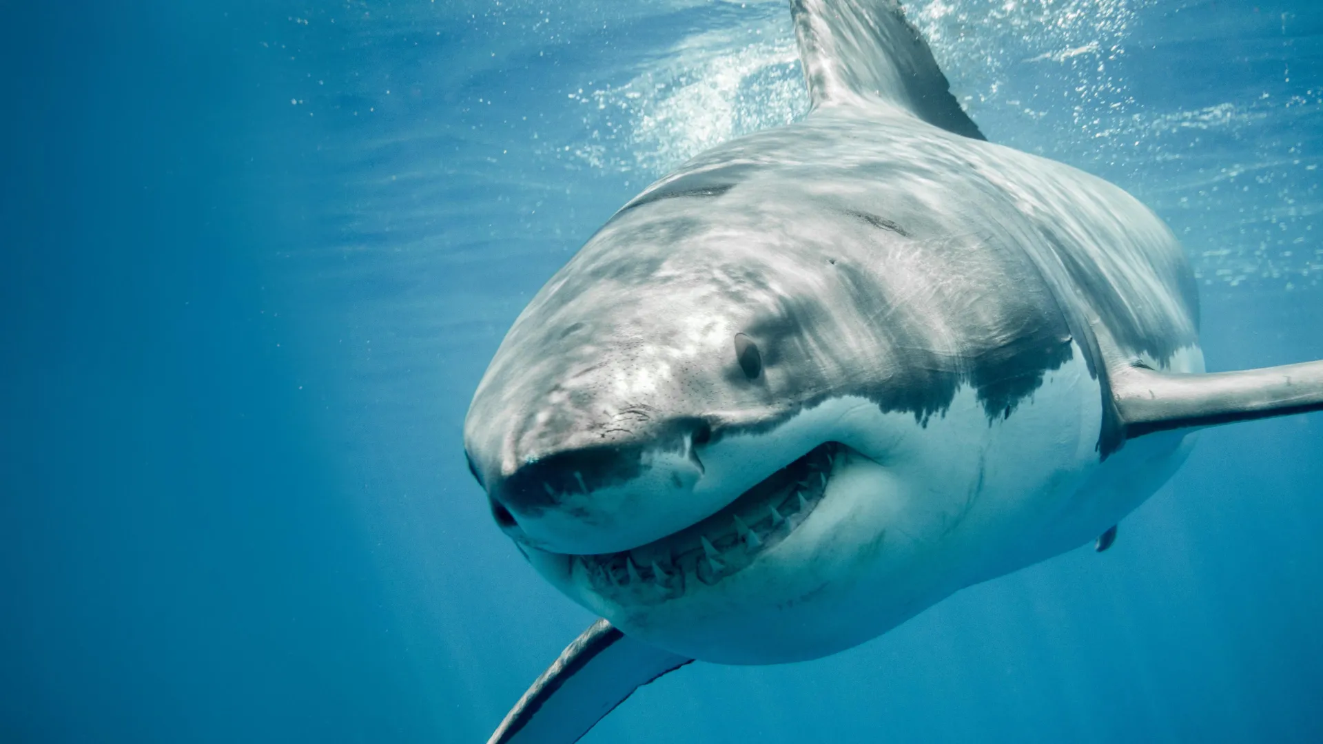 Featured image for Scientists Uncover DNA Mystery in Great White Sharks