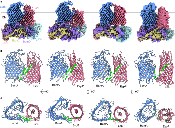 Featured image for Unraveling the Mechanisms of Protein Assembly in Membranes.