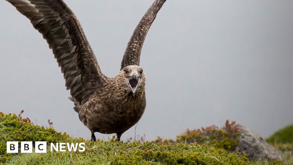 Featured image for "Pirate of the Seas: Great Skua Population Plummets Due to Bird Flu Outbreak"