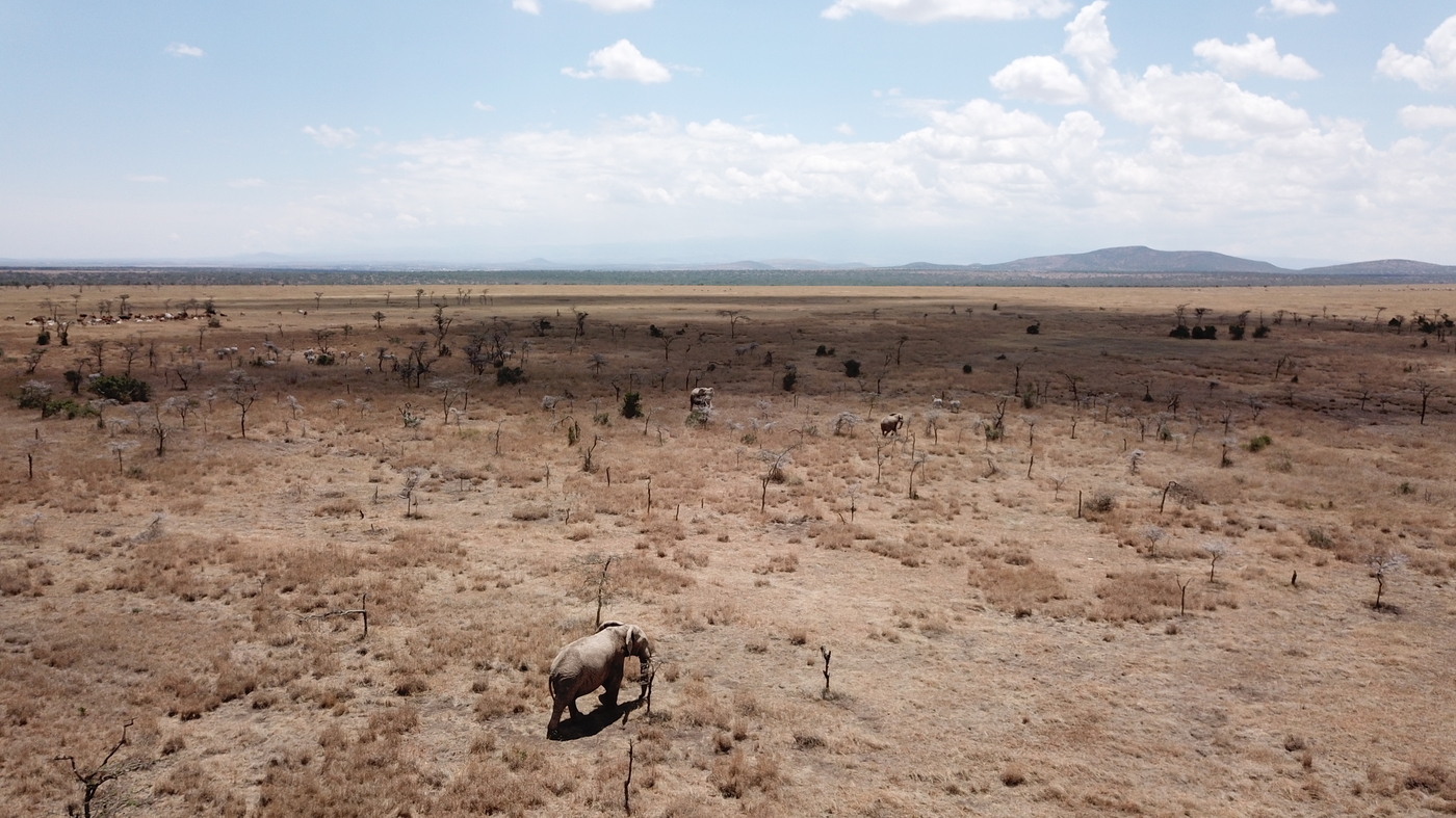 Featured image for "Invasive Ants' Impact on Lion Prey Dynamics in Kenya"