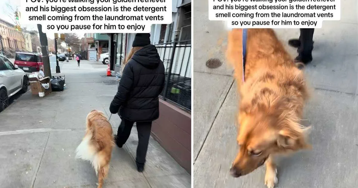 Brooklyn Dog Finds the Laundromat Vent to Be a Scent Spa