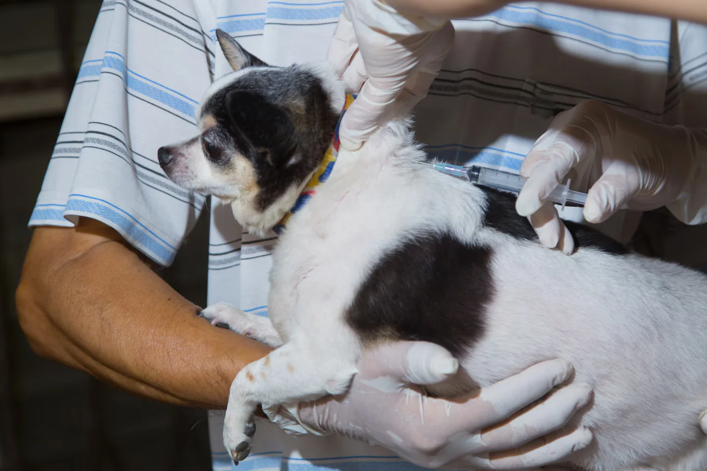 Five Essential Dog Vaccines Every Owner Should Know